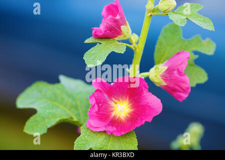 Lila malve Blumen Stockfoto