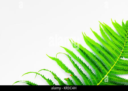 Grünen Farn auf hellen Hintergrund Stockfoto