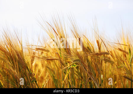 Goldene Ähren Stockfoto