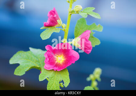 Schöne malve Blumen Stockfoto