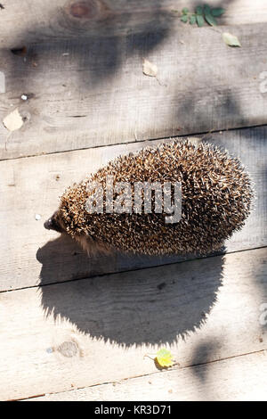 Hedgehog closep mit seinen lustigen Schatten auf Holzboden Hintergrund Stockfoto