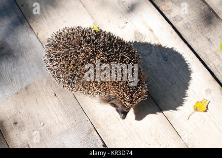 Hedgehog closep mit seinen lustigen Schatten auf Holzboden Hintergrund Stockfoto