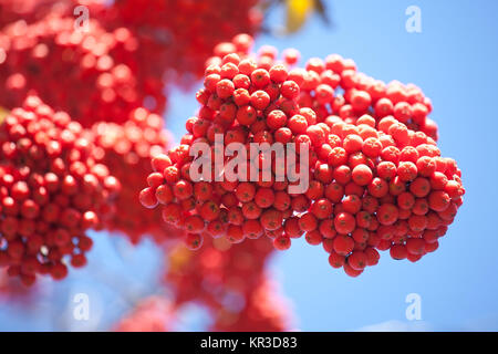 Bündel der hellen orange ashberries auf blauen Himmel Hintergrund Stockfoto