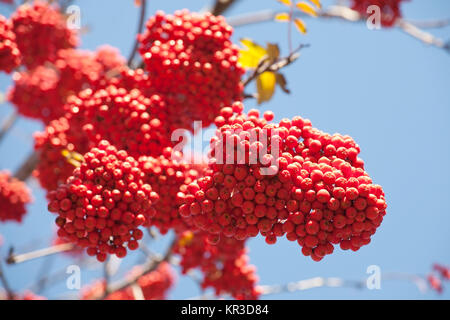 Bündel der hellen orange ashberries auf blauen Himmel Hintergrund Stockfoto