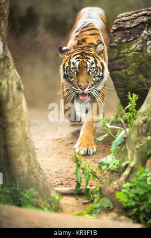 Nahaufnahme von einem Sibirischen Tiger auch bekannt als Amur Tiger (Panthera tigris altaica), das grösste lebende Katze Stockfoto