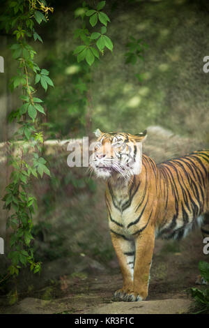 Nahaufnahme von einem Sibirischen Tiger auch bekannt als Amur Tiger (Panthera tigris altaica), das grösste lebende Katze Stockfoto