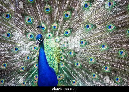 Splendid Pfau mit Federn (Grus japonensis) (flacher DOF Farbe getonte Bild) Stockfoto