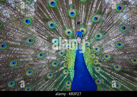 Splendid Pfau mit Federn (Grus japonensis) (flacher DOF Farbe getonte Bild) Stockfoto