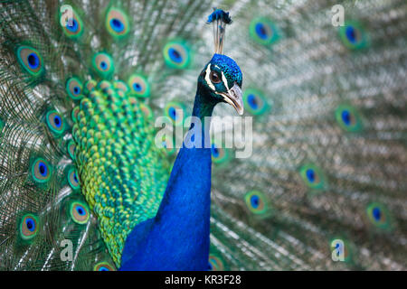 Splendid Pfau mit Federn (Grus japonensis) (flacher DOF Farbe getonte Bild) Stockfoto