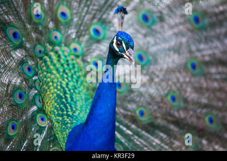 Splendid Pfau mit Federn (Grus japonensis) (flacher DOF Farbe getonte Bild) Stockfoto