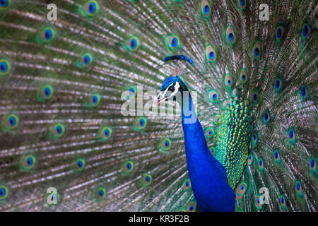 Splendid Pfau mit Federn (Grus japonensis) (flacher DOF Farbe getonte Bild) Stockfoto