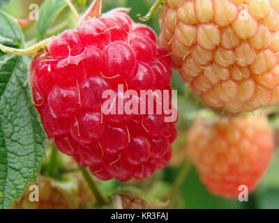 Â raspberry (rubus idaeus),autumn raspberry  Stockfoto