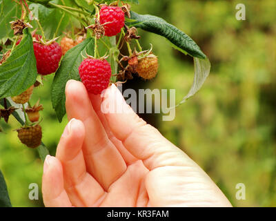 Â raspberry (rubus idaeus) raspberry autumn  Stockfoto
