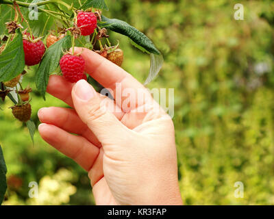 Â raspberry (rubus idaeus),autumn raspberry  Stockfoto