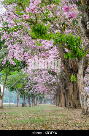 Rosa Blume baum Tunnel der Tabebuia oder Trompete Baum Stockfoto