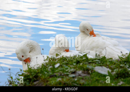 Drei niedlichen weißen Enten Reinigung selbst Stockfoto