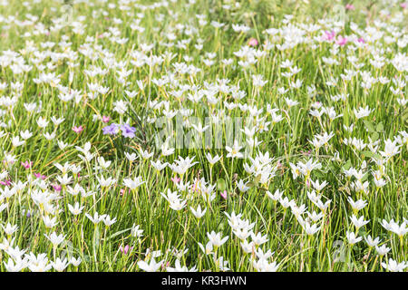 Fairy Lily Blume im Garten Stockfoto