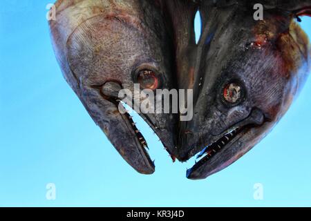 Gesalzener Fisch Produkte für den Verkauf an einem Markt in Spanien Abschaltdruck Stockfoto