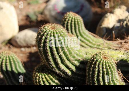 Kakteen (Cactaceae) Mamillaria im Garten unter der Sonne Stockfoto