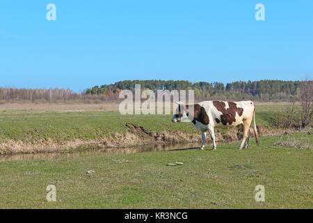 Kühe auf dem Bauernhof Weide Stockfoto