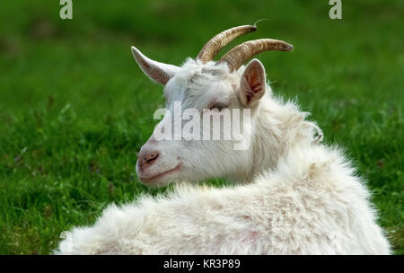 Ziege mit Hörnern Stockfoto