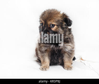 Entzückende Welpen Hund Stockfoto