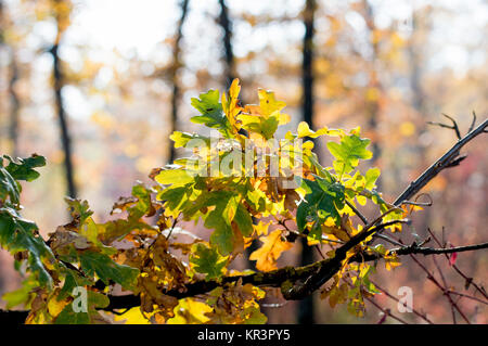 Eiche Niederlassung im Herbst ein Fragment mit Blattgold Stockfoto