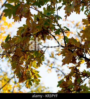 Fragment einer Eiche Branche mit Blattgold Stockfoto