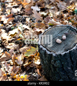 Eiche Fragment, eine Strafgebühr und Eicheln, Blätter, Herbst Stockfoto