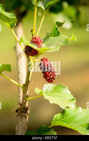 Reifen Maulbeeren hängend an einem Zweig Stockfoto