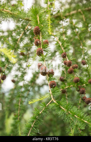 Lärche Baum mit Tannenzapfen im Sommer Stockfoto