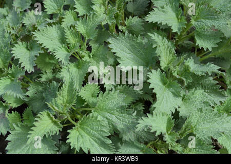 Junge Brennnesseln im Garten Stockfoto