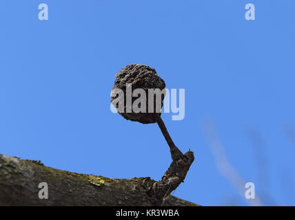 Faulen Apfel getrocknet Stockfoto