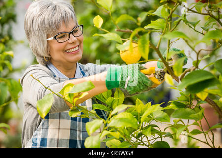 Die Pflege von Lemon Tree Stockfoto
