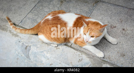 Eine Katze, die das Spielen auf der Straße in Ha Long, Vietnam. Stockfoto