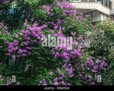 Lagerstroemia indica Blumen blühen im Park in Ha Long, Vietnam. Stockfoto