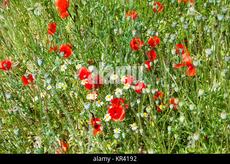 Roter Mohn Blumen wiese Stockfoto