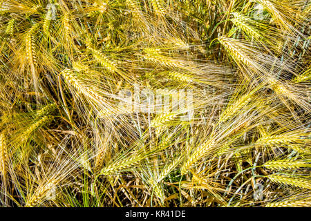 Gerste Hordeum vulgare Ohren. Stockfoto