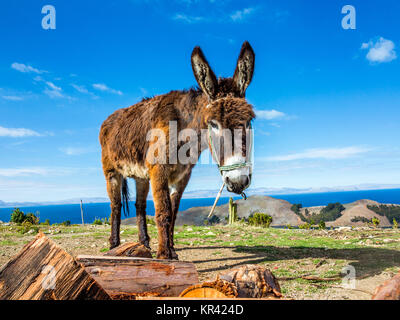 Esel auf der Isla del Sol, Titicacasee, Bolivien Stockfoto