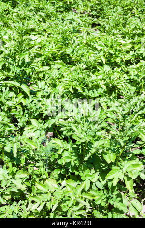 Grünen Kartoffel Büsche in den Garten Stockfoto