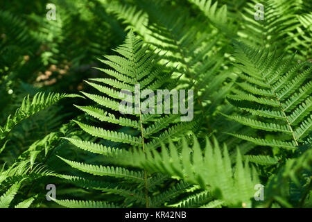 Farn im Wald Stockfoto