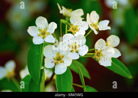 Blumen von cherry Stockfoto