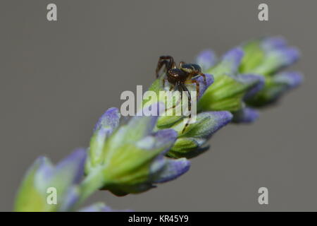 Südliche Glanz krabbenspinne Stockfoto