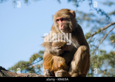 Rhesus Makaken (Macaca mulatta) Affe mit Kinderbetreuung im Baum Stockfoto