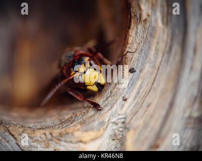 Porträt eines großen Wasp-a Hornet Stockfoto