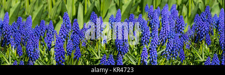 Hyazinthen Felder Im Frühling der Niederlande. Hyacinthus orientalis. Stockfoto