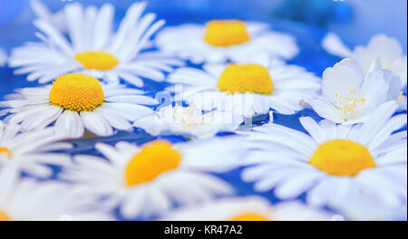 Blüten von Gänseblümchen oder Chrysanthemen closeup Stockfoto