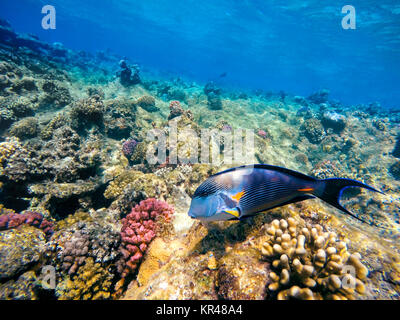 Korallen und Fische im Roten Meer. Ägypten Stockfoto