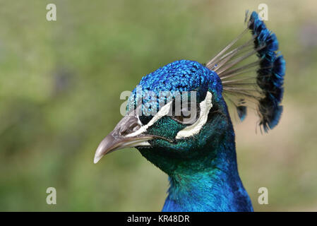 Pfau Stockfoto