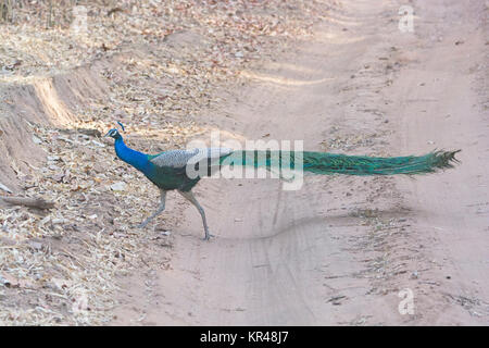 Peacock Überqueren einer ländlichen Straße Stockfoto